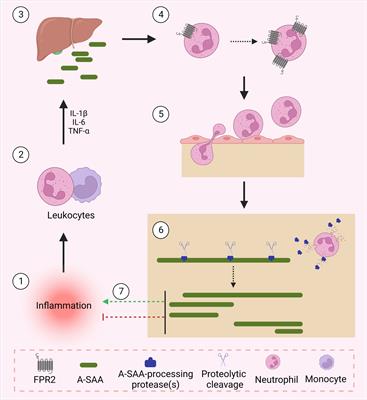 Acute-serum amyloid A and A-SAA-derived peptides as formyl peptide receptor (FPR) 2 ligands